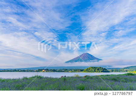 （山梨県）河口湖大石公園のラベンダー越しに富士山 127786797