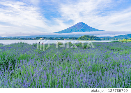 （山梨県）河口湖大石公園のラベンダー越しに富士山 127786799