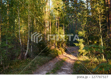 Serene Forest Path in Golden Hour Light Serene Forest Path in Golden Hour Light 127787327