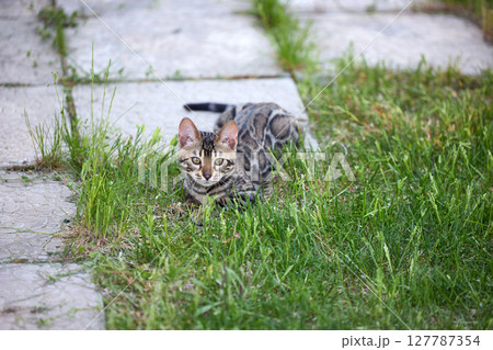 A Bengal kitten frolics in lush green grass A Bengal kitten frolics in lush green grass 127787354