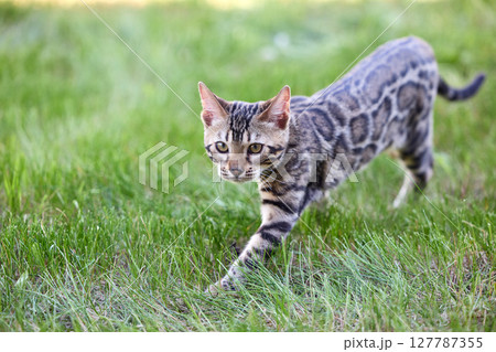 A captivating image of a Bengal kitten exuding charm and tender grace A captivating image of a Bengal kitten exuding charm and tender grace 127787355