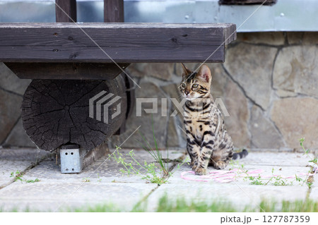 Adorable Bengal Kitten Sitting Outdoors on Stone Pavement Adorable Bengal Kitten Sitting Outdoors on Stone Pavement 127787359