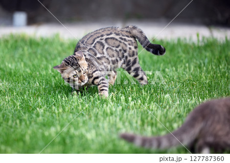 Domestic Cat and Bengal Kitten in Tense First Encounter 127787360