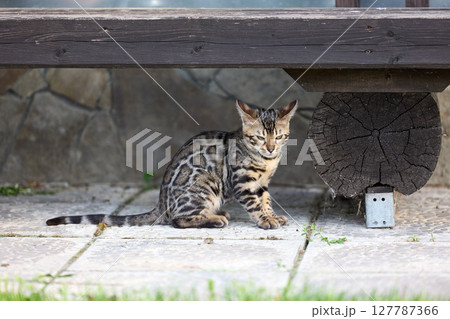 Adorable Bengal Kitten Sitting Outdoors on Stone Pavement 127787366