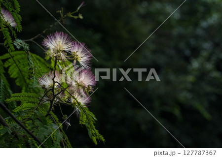 梅雨の時期に咲く花が美しい水のある八景水谷公園 梅雨の時期に咲く花が美しい水のある八景水谷公園 127787367