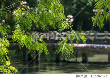 梅雨の時期に咲く花が美しい水のある八景水谷公園 梅雨の時期に咲く花が美しい水のある八景水谷公園 127787373