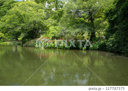 梅雨の時期に咲く花が美しい水のある八景水谷公園 梅雨の時期に咲く花が美しい水のある八景水谷公園 127787375