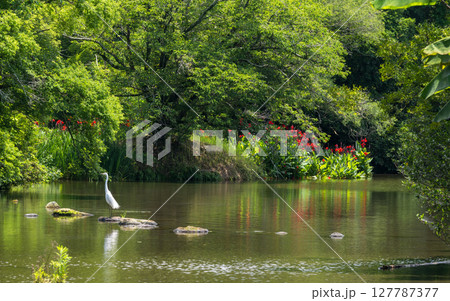 梅雨の時期に咲く花が美しい水のある八景水谷公園 梅雨の時期に咲く花が美しい水のある八景水谷公園 127787377