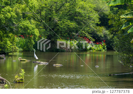 梅雨の時期に咲く花が美しい水のある八景水谷公園 梅雨の時期に咲く花が美しい水のある八景水谷公園 127787378
