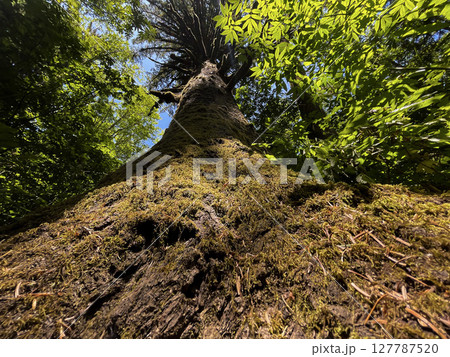 Majestic Tree Trunk Covered in Moss Reaching Toward the Sky 127787520