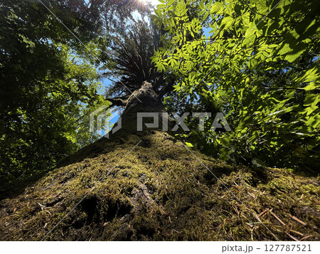 Majestic Tree Trunk Covered in Moss Reaching Toward the Sky 127787521