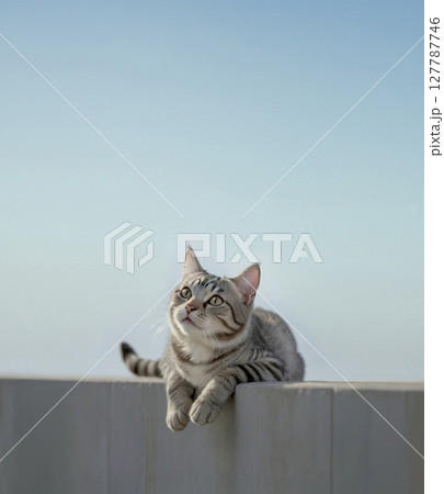 日向ぼっこしているサバトラ猫 127787746