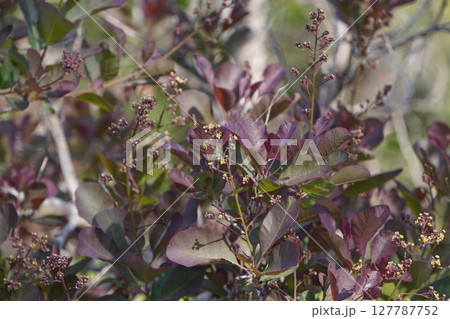 スモークツリーの花・2025年5月　 127787752