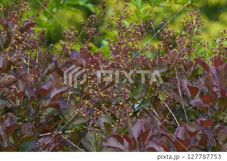 スモークツリーの花・2025年5月 スモークツリーの花・2025年5月 127787753