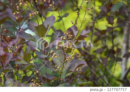 スモークツリーの花・2025年5月　 127787757
