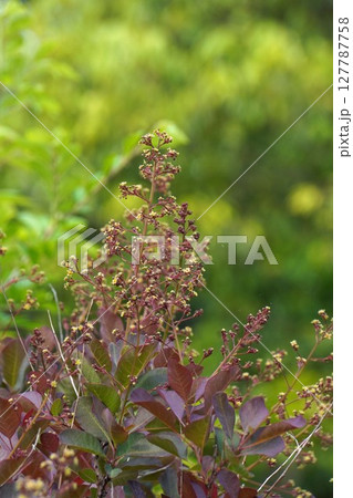 スモークツリーの花・2025年5月　 127787758