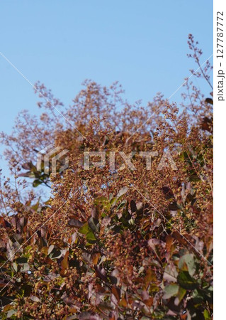 スモークツリーの花・2025年5月 スモークツリーの花・2025年5月 127787772