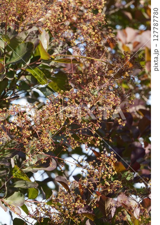 スモークツリーの花・2025年5月 スモークツリーの花・2025年5月 127787780
