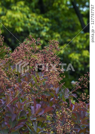 スモークツリーの花・2025年5月 スモークツリーの花・2025年5月 127787787