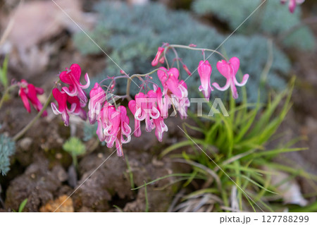 高山植物の女王 コマクサ 高山植物の女王 コマクサ 127788299