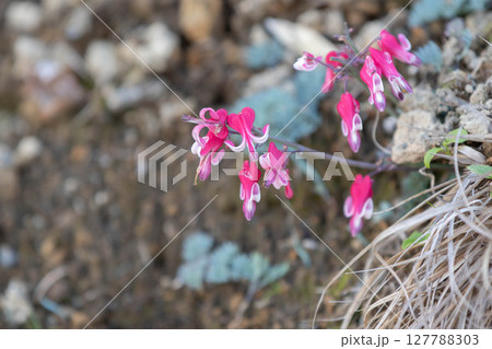 高山植物の女王　コマクサ 127788303