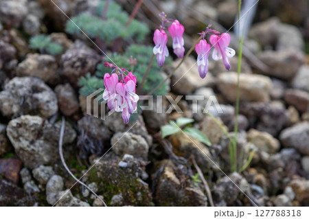 高山植物の女王　コマクサ 127788318