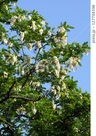 2025年5月・ニセアカシアの花 2025年5月・ニセアカシアの花 127788396