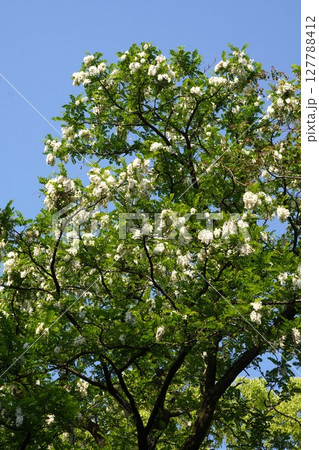 2025年5月・ニセアカシアの花 127788412
