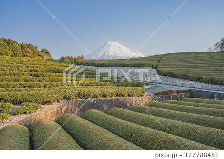 富士市の大淵笹場の風景(静岡県) 127788481