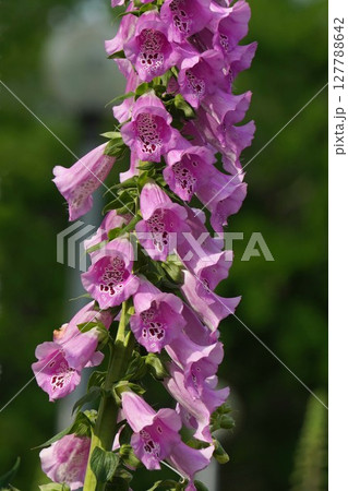 ジギタリスの花・2025年5月 ジギタリスの花・2025年5月 127788642