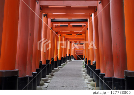 京都・伏見稲荷大社の赤鳥居 127788800