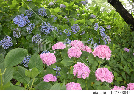 (埼玉県幸手市)群生する権現堂の紫陽花 (埼玉県幸手市)群生する権現堂の紫陽花 127788845