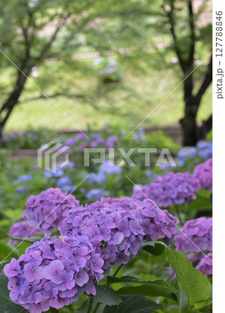 （埼玉県幸手市）群生する権現堂の紫陽花 127788846