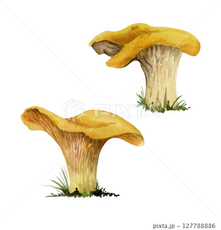 Golden chanterelle girolle mushroom fungus. Autumn forest harvest, vegan cooking edible ingredient. Single element hand drawn in watercolor. Wild food market, cookbook recipe menu cards, kitchen art 127788886