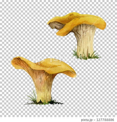 Golden chanterelle girolle mushroom fungus. Autumn forest harvest, vegan cooking edible ingredient. Single element hand drawn in watercolor. Wild food market, cookbook recipe menu cards, kitchen art 127788886