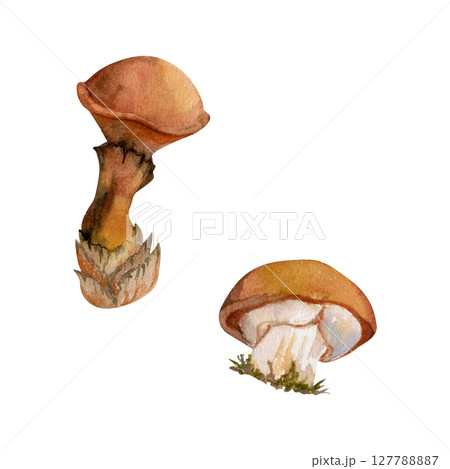 Suillus larch bolete slippery jack mushroom fungus. Single element hand drawn in watercolor. Autumn forest harvest, vegan cooking edible raw ingredient. Seasonal menu recipe cards, kitchen cookbooks 127788887