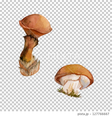 Suillus larch bolete slippery jack mushroom fungus. Single element hand drawn in watercolor. Autumn forest harvest, vegan cooking edible raw ingredient. Seasonal menu recipe cards, kitchen cookbooks 127788887