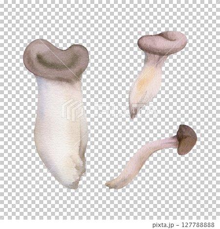 Oyster mushroom fungus pleurotus hiratake shoehorn. Autumn forest harvest, vegan cooking edible raw ingredient. Single element hand drawn in watercolor. Wild food market, cookbook recipe menu cards Oyster mushroom fungus pleurotus hiratake shoehorn. Autumn forest harvest, vegan cooking edible raw ingredient. Single element hand drawn in watercolor. Wild food market, cookbook recipe menu cards 127788888