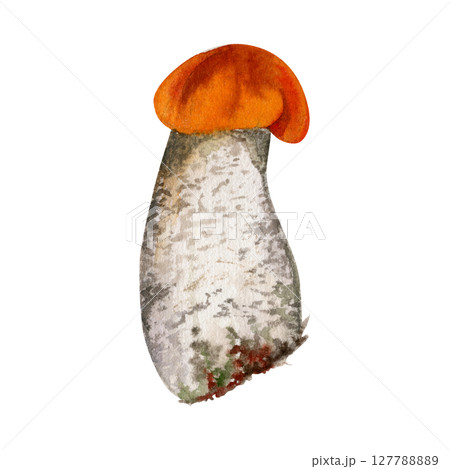 Birch aspen bolete cep leccinum mushroom fungus, scaber stalk. Single element hand drawn in watercolor. Autumn forest harvest, vegan cooking edible raw ingredient. Posters cards nature activity sheets Birch aspen bolete cep leccinum mushroom fungus, scaber stalk. Single element hand drawn in watercolor. Autumn forest harvest, vegan cooking edible raw ingredient. Posters cards nature activity sheets 127788889