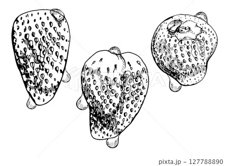 Strawberry ripe fruit in water dew drops wet moist hand drawn in vector ink, garden berry strasberry. Botanical isolated illustration. Home preserves, grocery food packaging, cosmetics refreshments 127788890