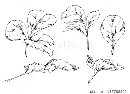 Green trefoil serrated edge leaf set. Flower bush tree plant herb, strawberry raspberry wayfaring burnet blackberry. Isolated hand drawn vector ink botanical illustration. Wedding florist, cosmetics Green trefoil serrated edge leaf set. Flower bush tree plant herb, strawberry raspberry wayfaring burnet blackberry. Isolated hand drawn vector ink botanical illustration. Wedding florist, cosmetics 127788892