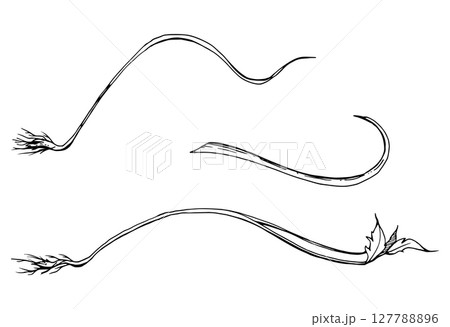Vine tendril creeper of tree berry flower bush plant stem branch twig leaves hand drawn in vector ink. Botanical illustration isolated element. Wedding stationery, florist shop, bouquet embellishment Vine tendril creeper of tree berry flower bush plant stem branch twig leaves hand drawn in vector ink. Botanical illustration isolated element. Wedding stationery, florist shop, bouquet embellishment 127788896