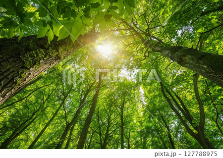 新緑の森を見上げた風景 127788975