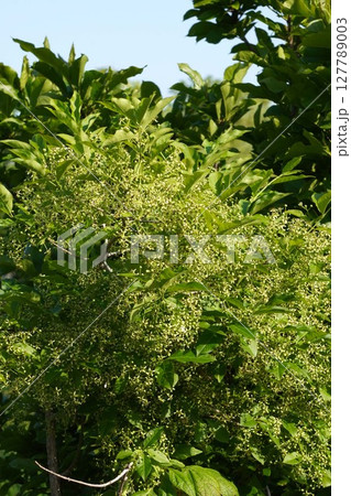 2025年5月・マユミの花 127789003