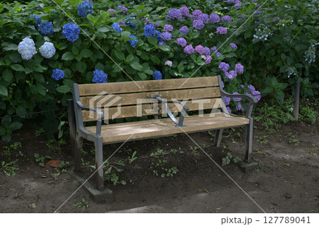 (埼玉県幸手市)紫陽花につつまれた公園のベンチ (埼玉県幸手市)紫陽花につつまれた公園のベンチ 127789041