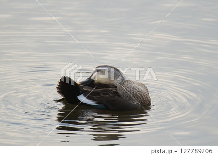 荒尾市　港　野鳥、 127789206