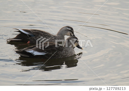 荒尾市　港　野鳥、 127789213