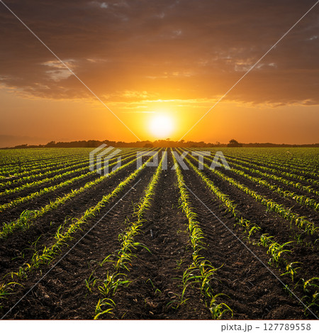 young corn plants on cornfield against sunset. young corn plants on cornfield against sunset. 127789558