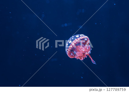 underwater photography jellyfish mastigias papua, spotted jelly, lagoon jelly, golden medusa underwater photography jellyfish mastigias papua, spotted jelly, lagoon jelly, golden medusa 127789759