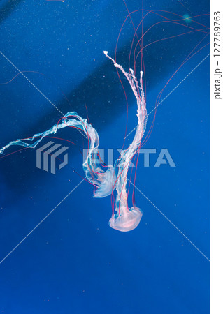 underwater photography jellyfish Purple striped jelly. Chrysaora colorata 127789763